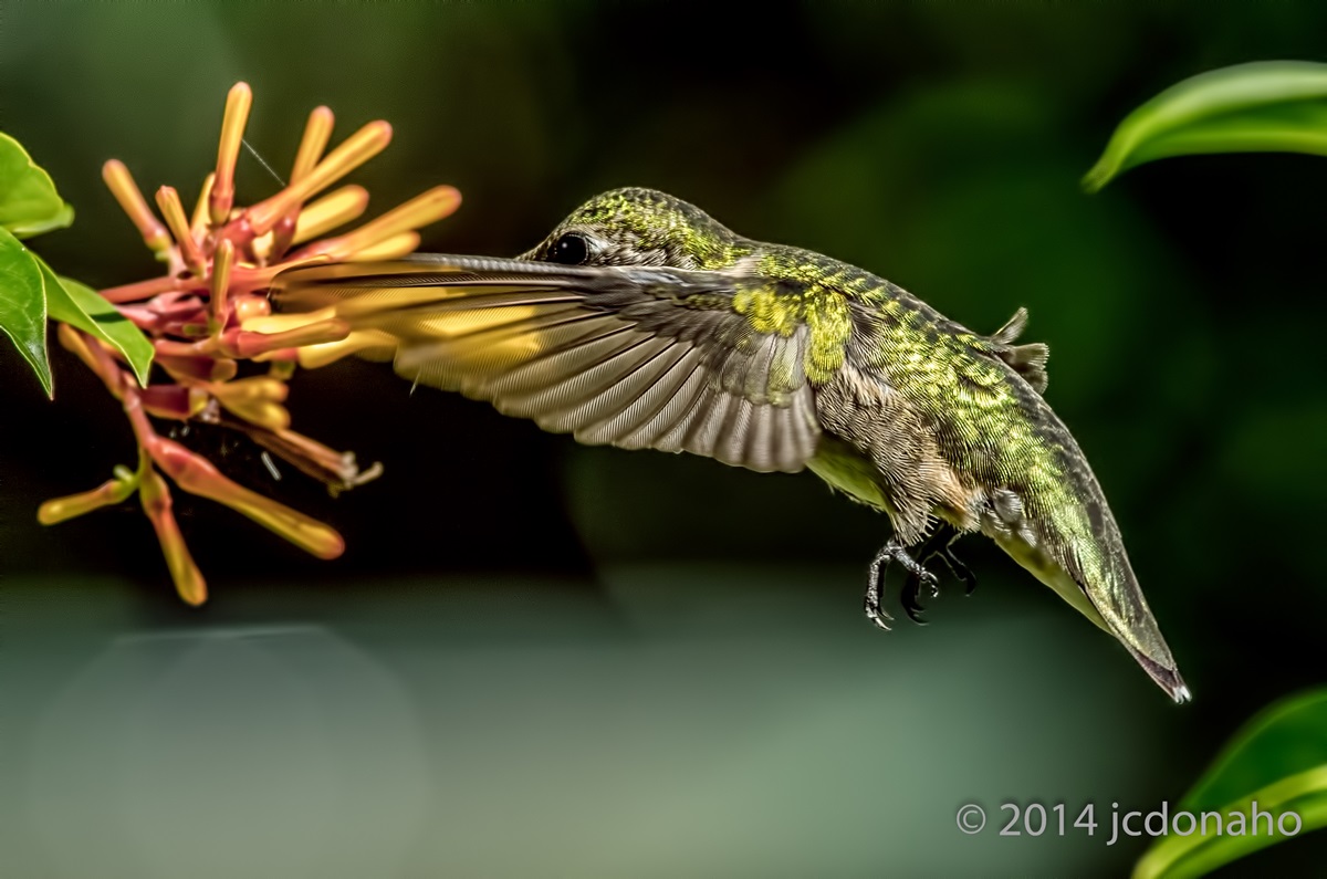 Ruby-throat hummingbird