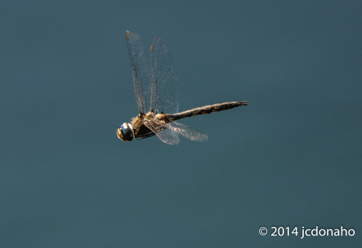 Dragonfly in flight